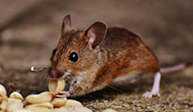 24 Hour & Emergency Exterminators in West Line, MO